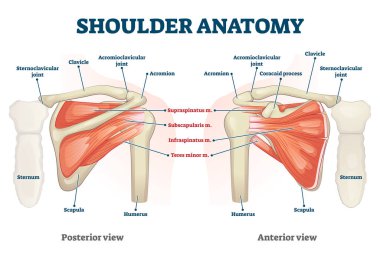 Omuz anatomisi vektör çizimi. Etiketlenmiş iskelet ve kas şeması.