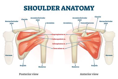 Shoulder anatomy vector illustration. Labeled skeleton and muscle scheme. clipart
