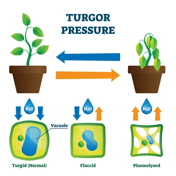 Ilustración de vectores de presión turgor. Esquema de explicación de fuerza hidrostática etiquetada — Archivo Imágenes Vectoriales