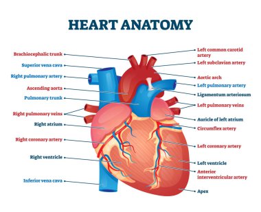 Kalp anatomisi vektör çizimi. Etiketli organ yapısı eğitim şeması