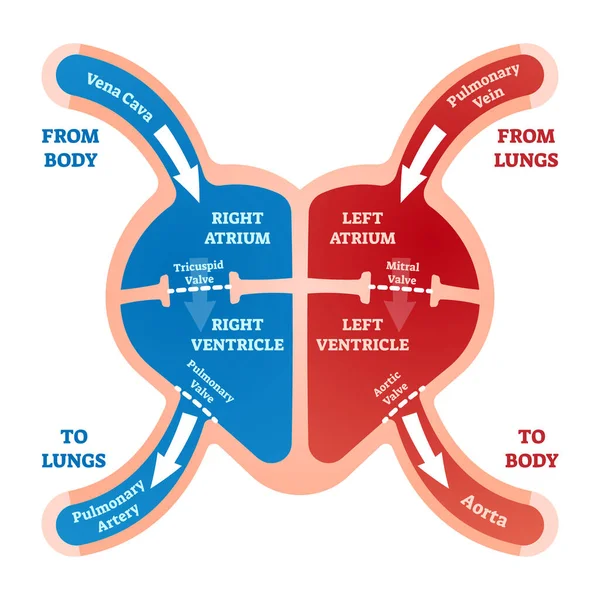 Illustrazione del vettore del flusso sanguigno cardiaco. Spiegazione del sistema cardiologico etichettato — Vettoriale Stock