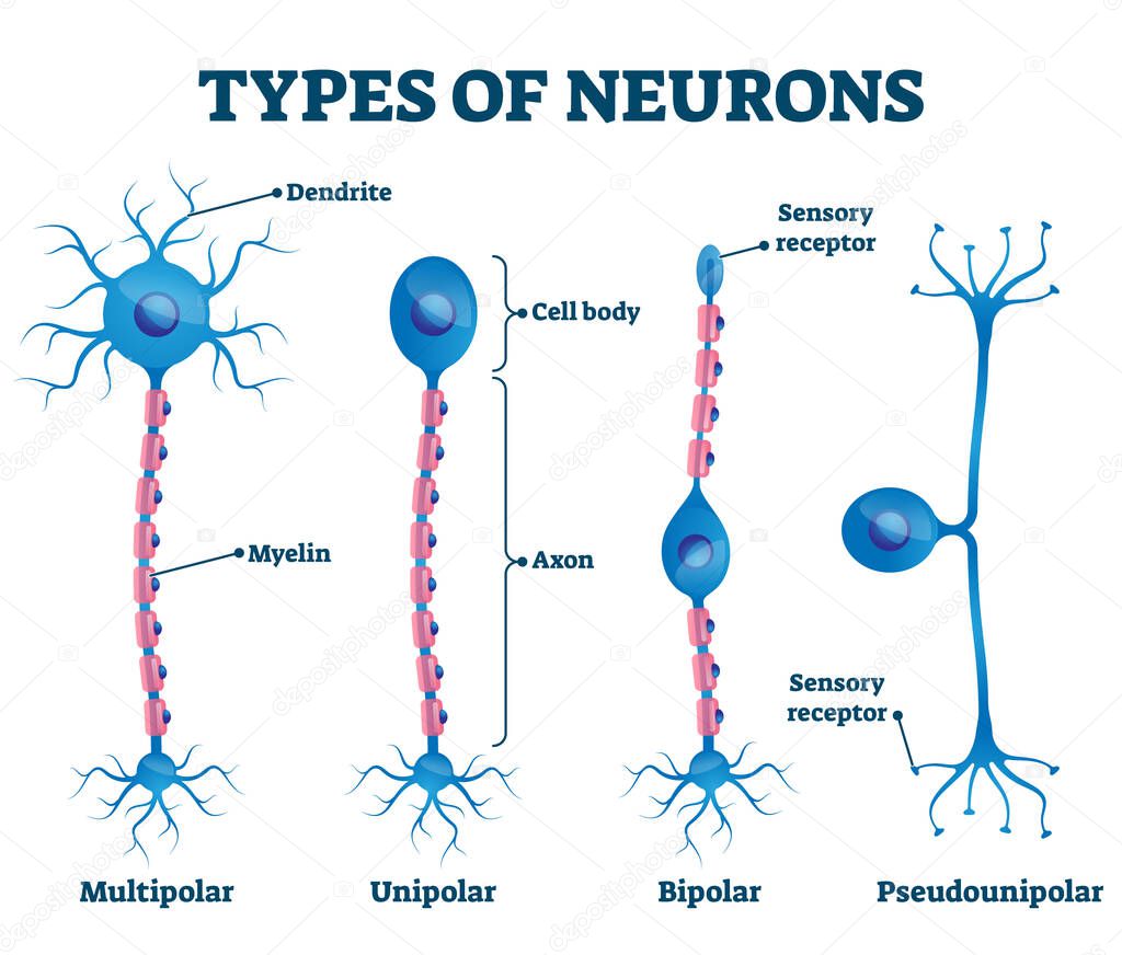 Types of neurons vector illustration. Labeled nerve parts comparison scheme