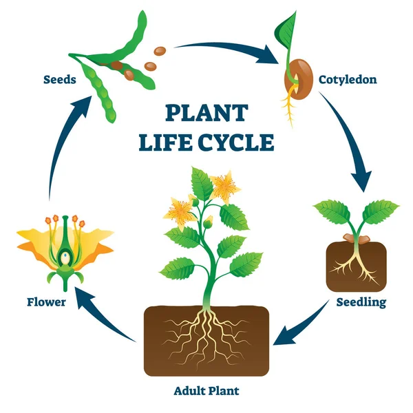 Ilustração vetorial do ciclo de vida da planta. Esquema de desenvolvimento educacional rotulado — Vetor de Stock