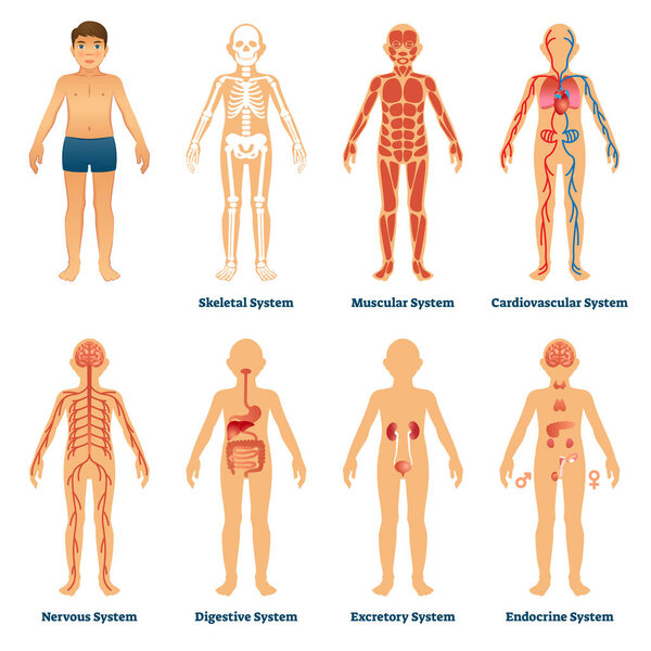 Human organ systems vector illustration. Anatomical labeled collection set.