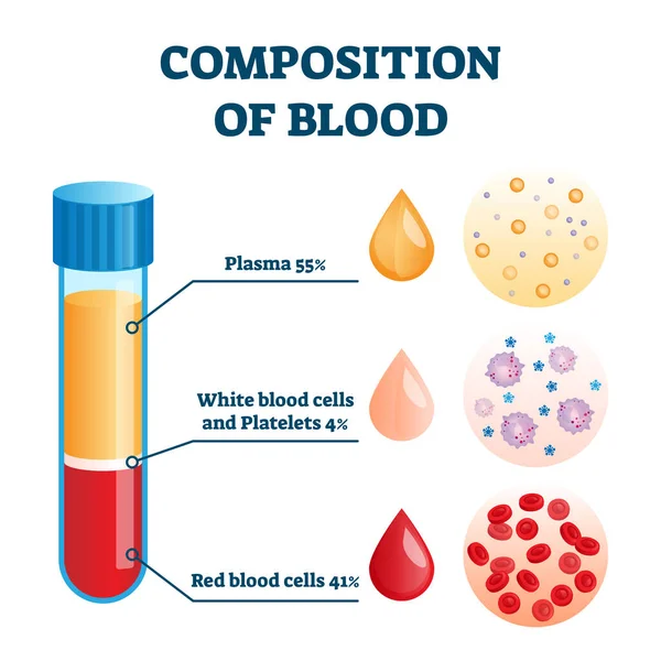 Σύνθεση διανυσματικής απεικόνισης αίματος. Σχέδιο ανατομικής δομής με ετικέτες — Διανυσματικό Αρχείο