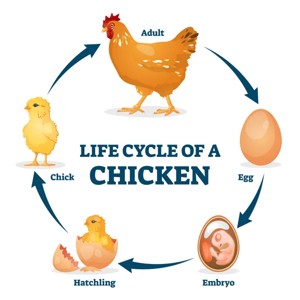 Ciclo de vida de una ilustración de vector de pollo. Proceso de gallina educativa etiquetada — Archivo Imágenes Vectoriales