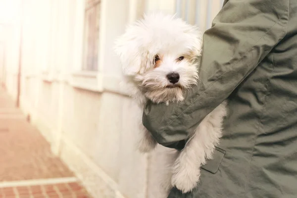 Proprietario tenendo per una passeggiata il suo cagnolino sotto il braccio — Foto Stock