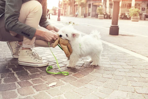 Divertido cachorro juega con su dueño en lugar urbano — Foto de Stock