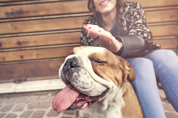 Proprietário acariciando suavemente seu cão — Fotografia de Stock