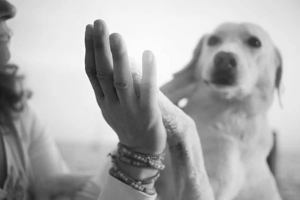 Dog's paws and man's hands gesture of friendship — Stock Photo, Image