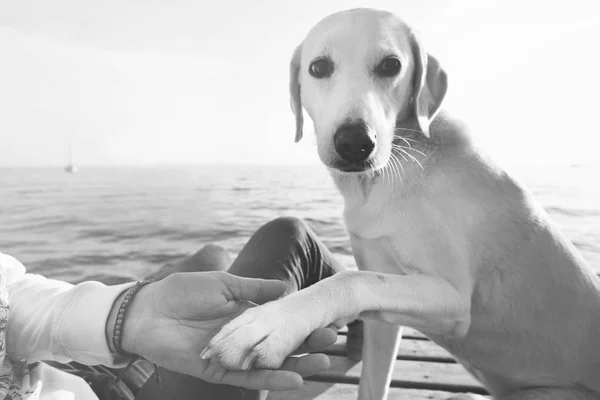 Zampa di cane e gesto di amicizia della mano dell'uomo — Foto Stock