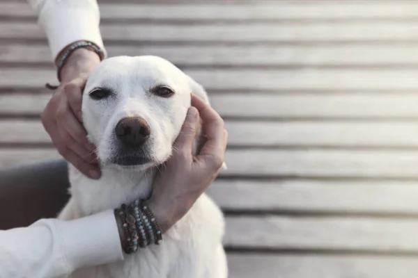 Hund forhekset i sin herres favn – stockfoto