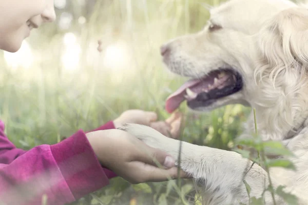 Собачья лапа и человеческая рука жеста дружбы — стоковое фото