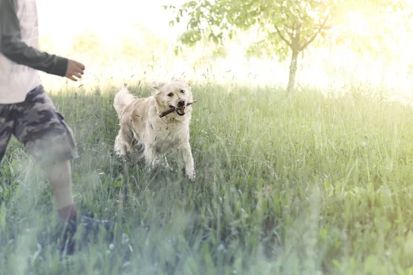 Onnellinen koira tuo kepin nuorelle omistajalleen — kuvapankkivalokuva