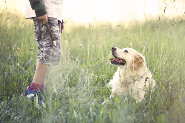 Genç sahibi köpeği sopa oyun öğretir. — Stok fotoğraf