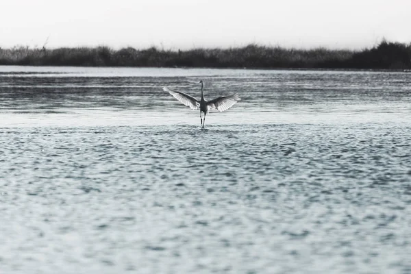 Pássaro caminha na água para tomar voo no meio da natureza — Fotografia de Stock