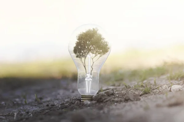 Концептуальное Изображение Возобновляемой Энергии Лампочка Посажена Земле Деревом Внутри Которое — стоковое фото