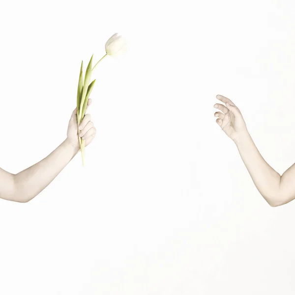 Concepto Amistad Amor Gesto Romántico Hombre Que Una Flor Delicada —  Fotos de Stock