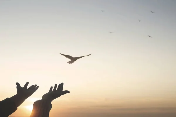 Magisch Moment Van Een Persoon Die Een Vogel Lucht Bevrijdt — Stockfoto