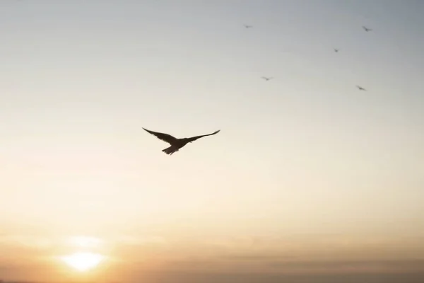 鸟在天空中飞翔的自由概念 — 图库照片