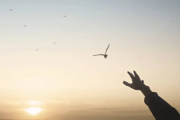 Mão Humana Busca Contato Com Natureza Liberdade Pássaro Voando Céu — Fotografia de Stock