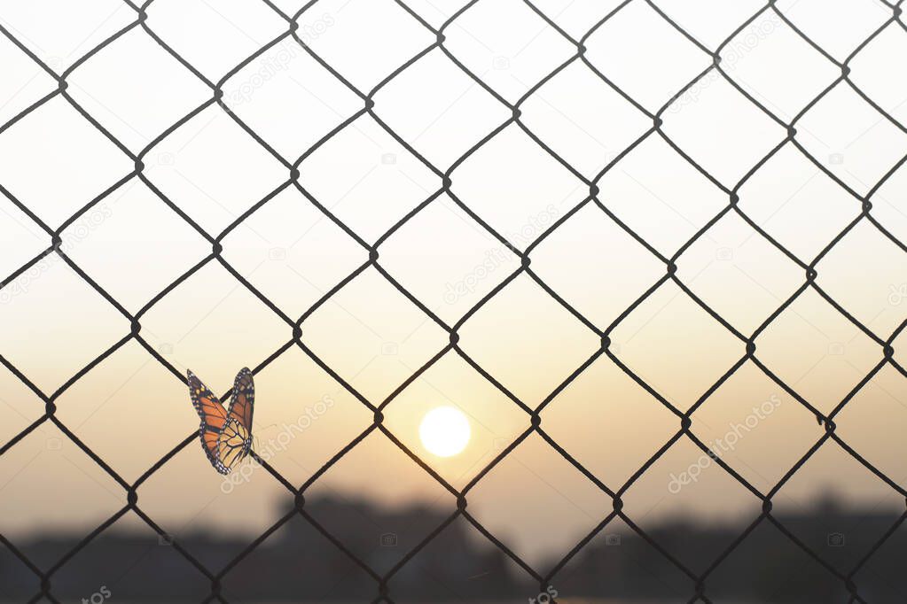 butterfly flies towards freedom overcoming a wire mesh