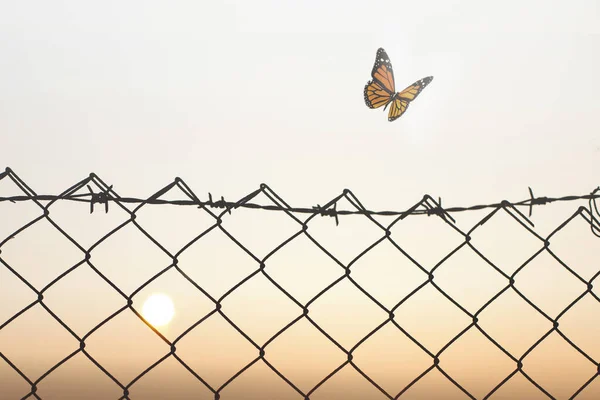 Метелик Знаходить Свободу Природи Долаючи Дротяну Сітку — стокове фото