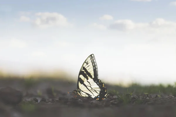 Mooie Vlinder Leunt Delicaat Het Midden Van Natuur — Stockfoto