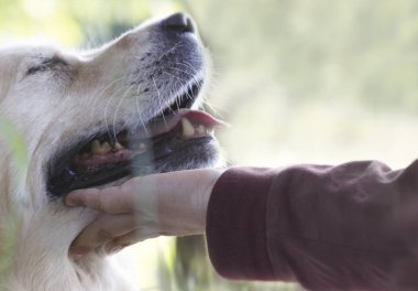 Köpek sevgiyle küçük sahibinin eline yaslanır.