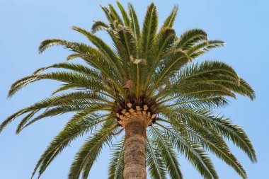 Kanarya Adaları bir Hindistan cevizi hurma ağacı. 