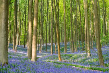 Bir güzel orman yatay, bluebells Belçika Hallerbos