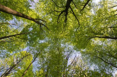 Belçika'daki Hallerbos adlı bir güzel orman manzara