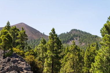 Çam ağaçları La Palma Adası