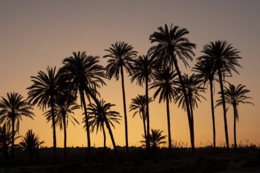 İle kontrast, palmiye ağacı koru ile altın güneş, mavi gökyüzü günbatımı Cala ferris, Torrevieja, Costa Blanca, İspanya