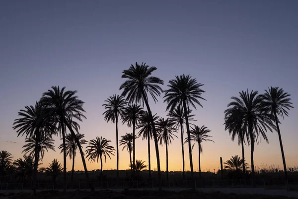 İle kontrast, palmiye ağacı koru ile altın güneş, mavi gökyüzü günbatımı Cala ferris, Torrevieja, Costa Blanca, İspanya