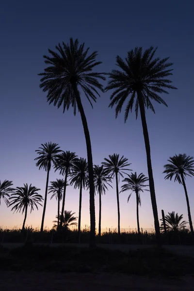 Sunset Palm Tree Grove Silhouetted Blue Sky Golden Sun Cala — Stock Photo, Image