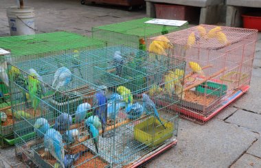 Kuş Bahçe pazarı Hong Kong