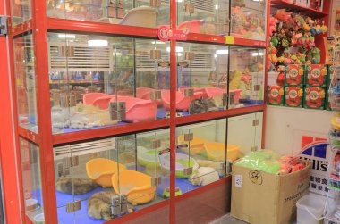 Hayvan dükkanı Mong Kok Hong Kong