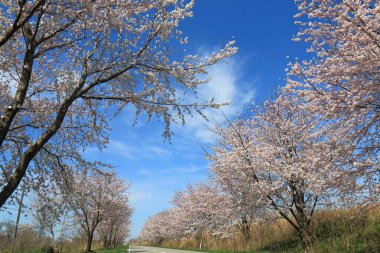 Kanazawa Japonya kiraz çiçeği