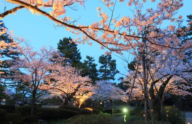 Kenrokuen Bahçe Kanazawa Japonya kiraz çiçeği