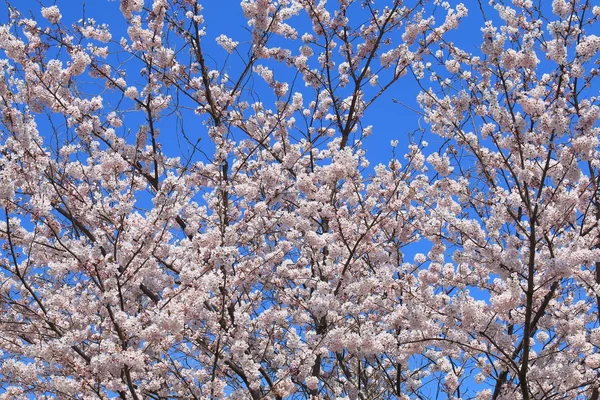 Kwiat wiśni w Kanazawa, Japan — Zdjęcie stockowe