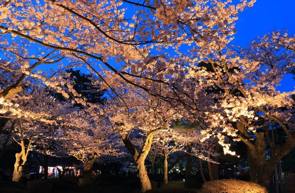 Fleur de cerisier dans le jardin Kenrokuen Kanazawa Japon — Photo