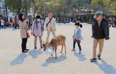Miyajima iland Hiroşima Japonya geyik