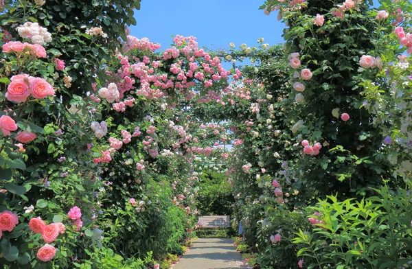 バラの庭の花のアーケード — ストック写真