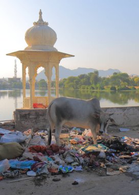 Udaipur Hindistan - 15 Ekim 2017: Street inek scavenges Udaipur çöpe.