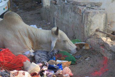 Udaipur Hindistan - 15 Ekim 2017: Sokak çöp Udaipur, Street inek dayanmaktadır.