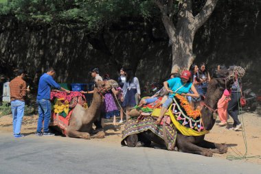 Udaipur Hindistan - 17 Ekim 2017: Kimliği belirsiz kişi binmek bir deve Udaipur.