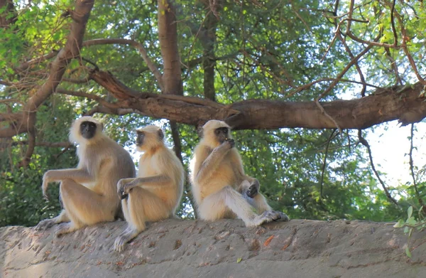 Mono Blanco Lindo Salvaje Udaipur India — Foto de Stock