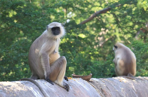 Roztomilé Bílé Opic Udaipur Indie — Stock fotografie