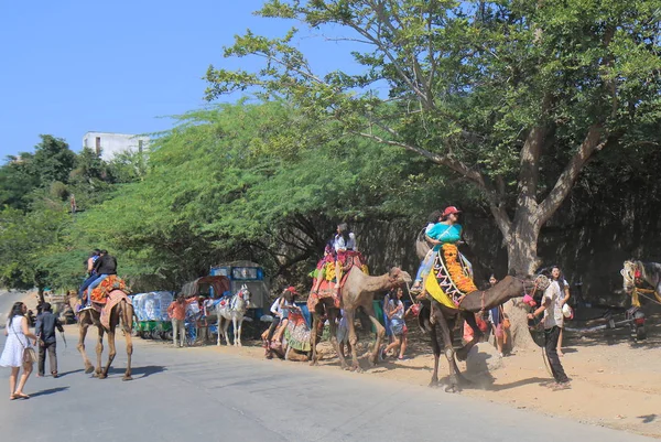 Udaipur India October 2017 Unidentified People Ride Camel Udaipur — Stock Photo, Image